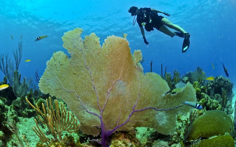 Check out the top 5 diving spots in Bali